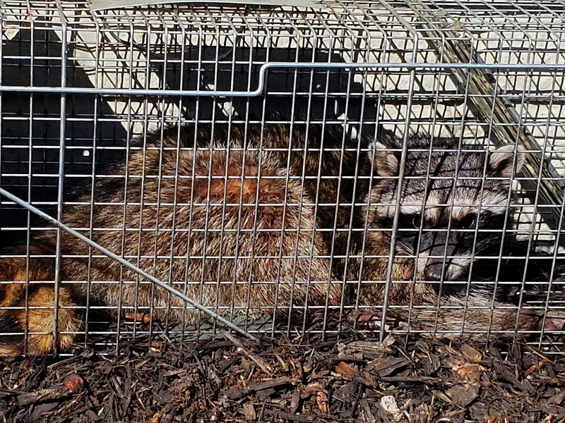 Raccoon Trapping for the SF Bay Area Raccoon Trapping