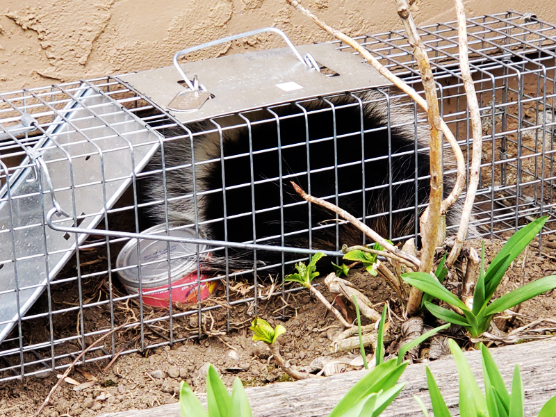 Skunk Trapping for the SF Bay Area Skunk Trapping