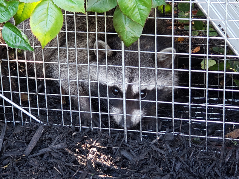 Raccoons can destroy your lawn when foraging for grubs. Nuisance Raccoons