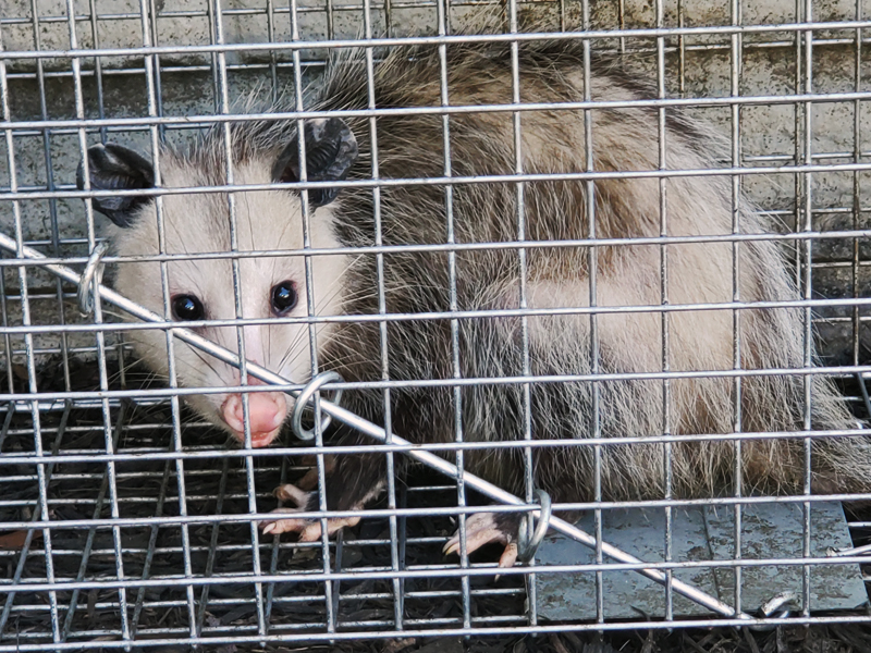 Opossums carry many diseased and can be a threat to healthy living. Live Trapping for Opossums